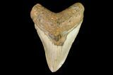 Fossil Megalodon Tooth - North Carolina #109677-1